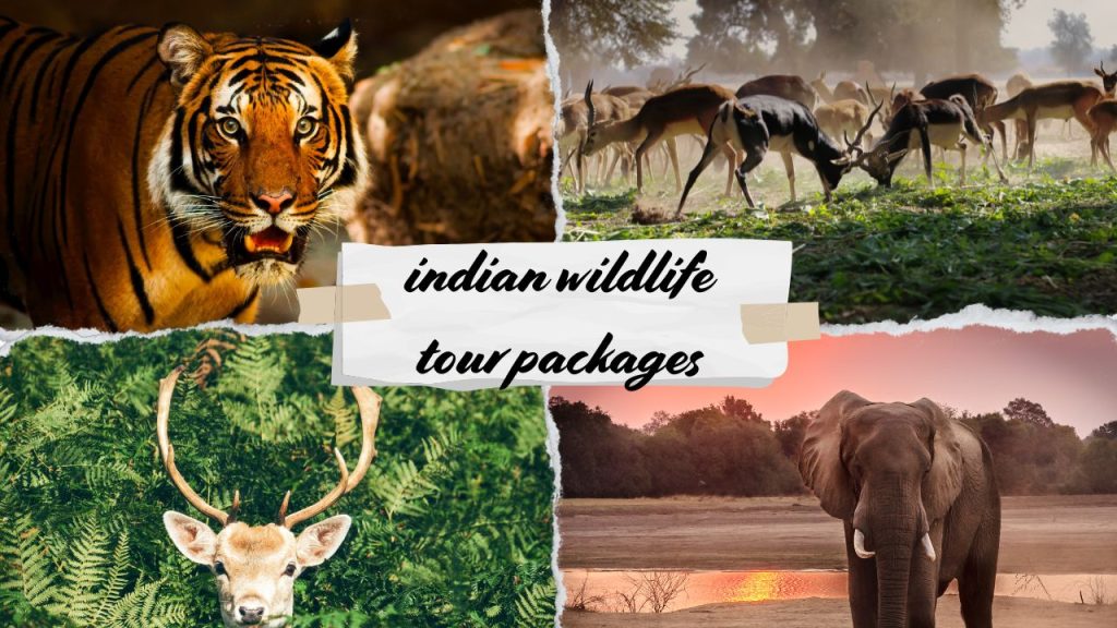 Indian Wildlife Tour Packages for Raw Jungle Escapes