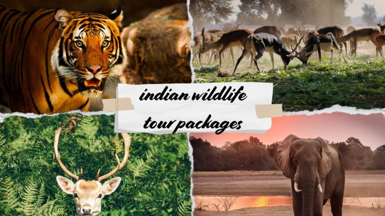 Indian Wildlife Tour Packages for Raw Jungle Escapes