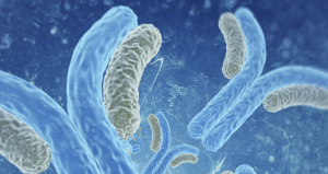 Anti-Glycan Antibody