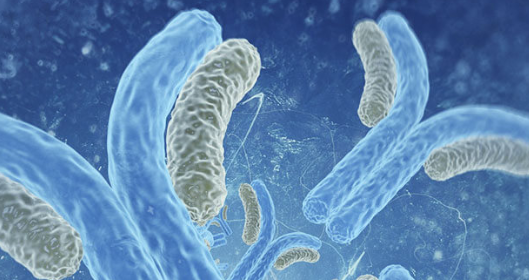 Polarization Dynamics in Cancer, Inflammation, and Fibrosis
