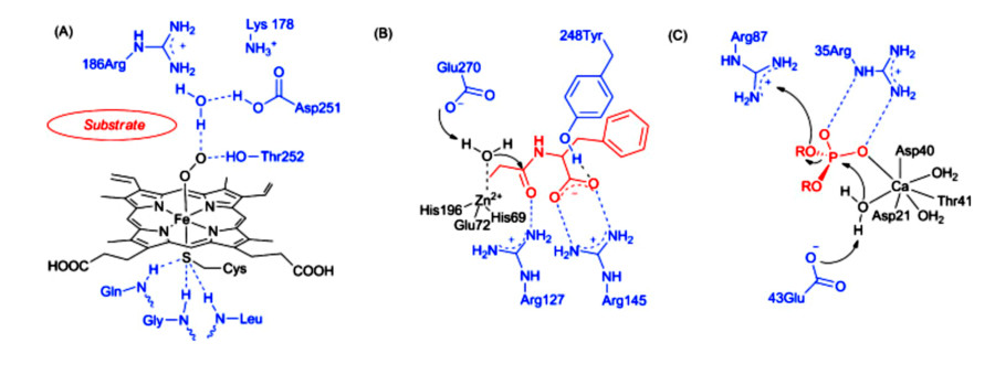 Metalloenzymes and Their Synthetic Mimics: Bridging Bio-Coordination Chemistry with Practical Applications