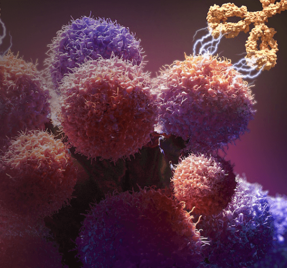 Inside the Lab Tools Shaping the Future of Complement‑Targeted Therapies