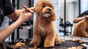 Do Pet Groomers Get Rid of Fleas? Mobile Dog Grooming Benefits