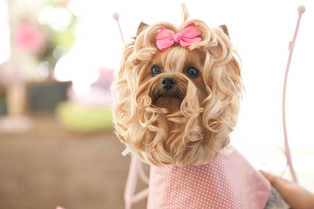 Yorkie Haircuts: Best Styles & Pet Grooming Near Me