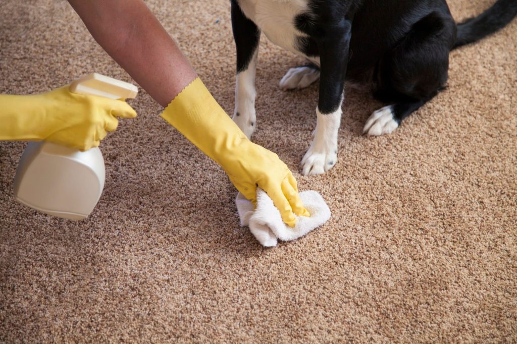 How Pet Urine and Odor Removal Austin TX Improves Home Comfort and Hygiene