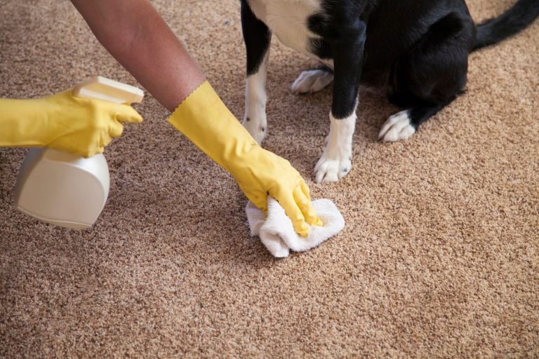How Pet Urine and Odor Removal Austin TX Improves Home Comfort and Hygiene