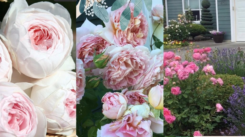 Best Places to Buy Roses Near Me Manhattan NYC | Black Petals Flowers