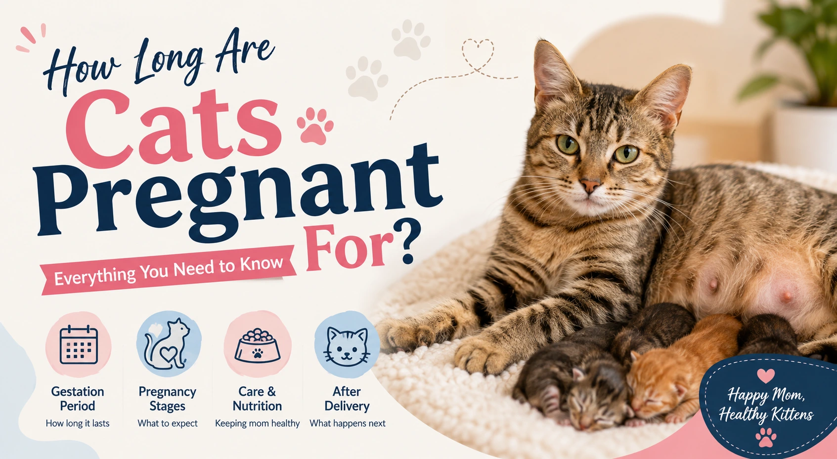 how long cats are pregnant